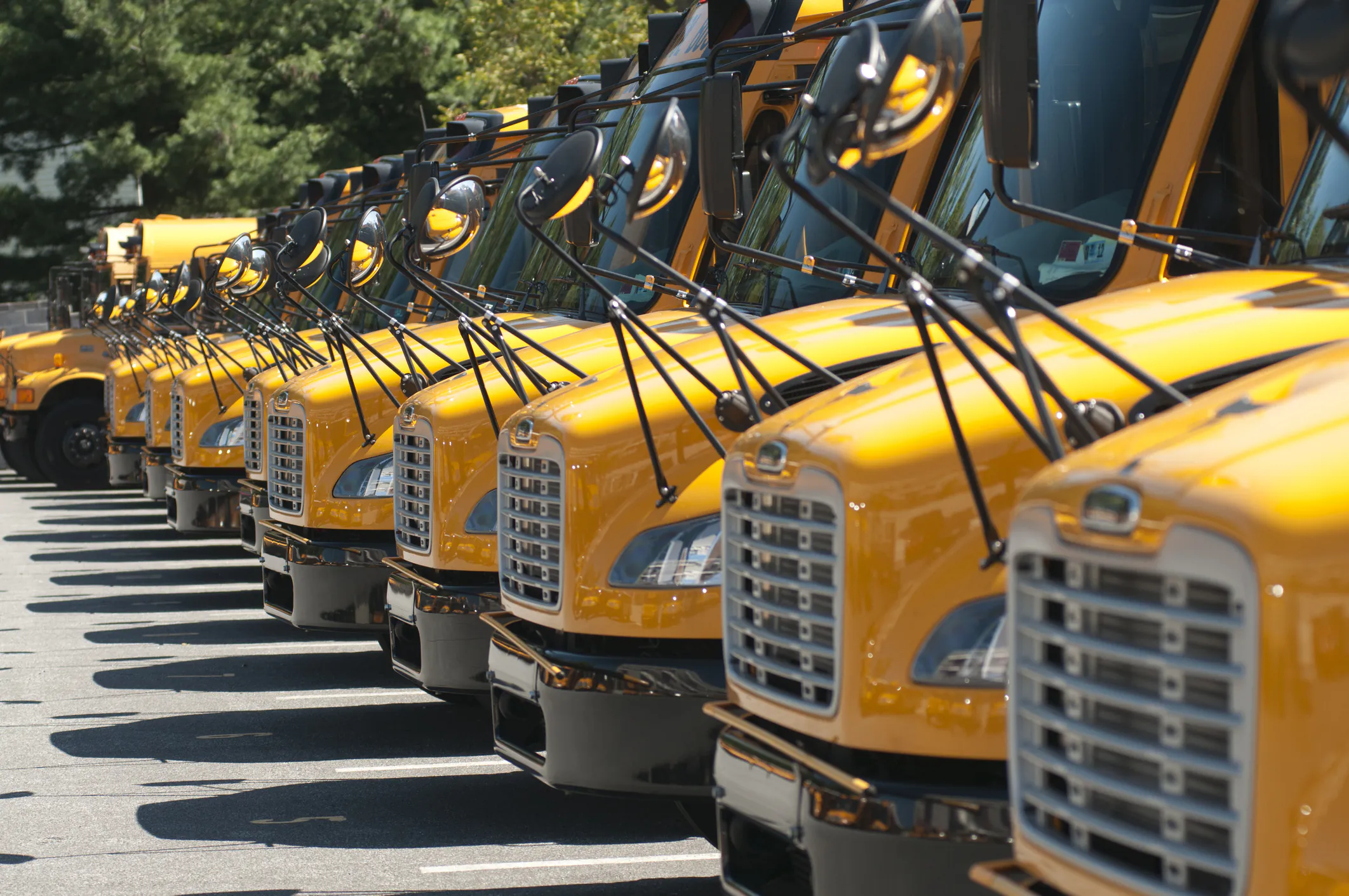 row of yellow school buses